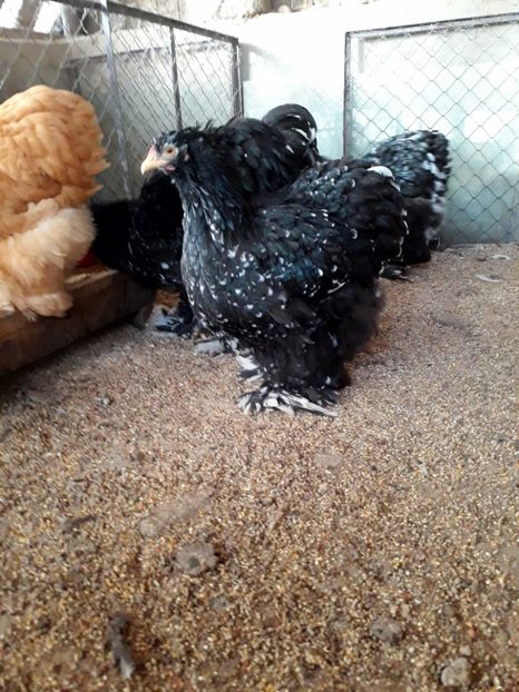  - Pui - tineret 2018