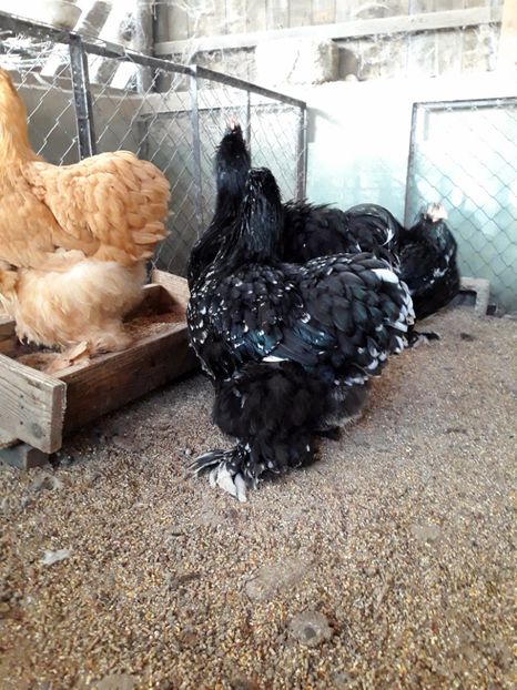  - Pui - tineret 2018