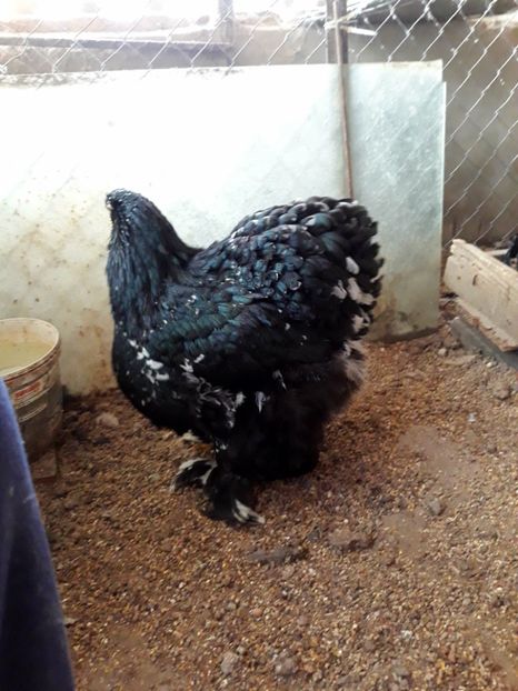  - Pui - tineret 2018