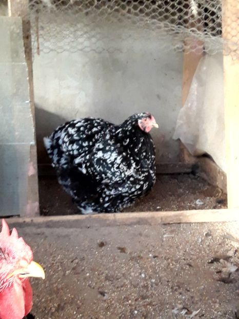  - Campioana cochin bobat craiova 2017