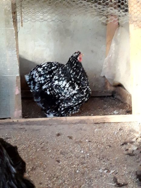  - Campioana cochin bobat craiova 2017