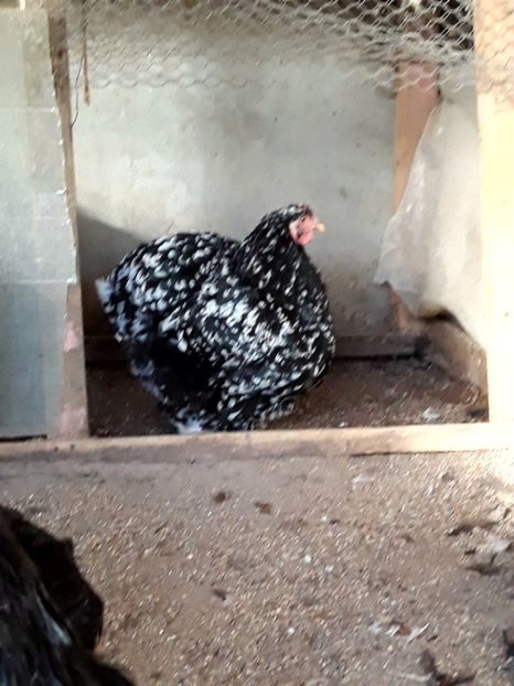  - Campioana cochin bobat craiova 2017