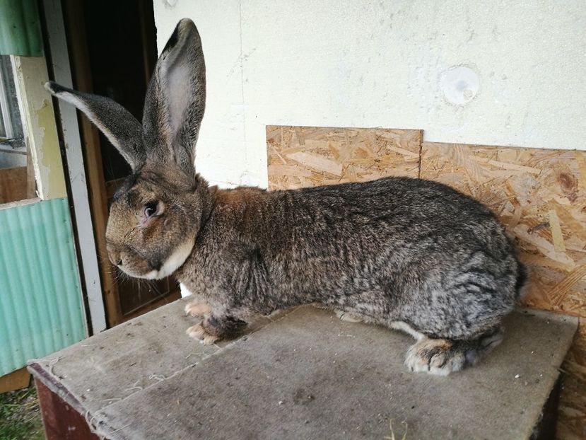  - Mascul 1 RO 5 1721