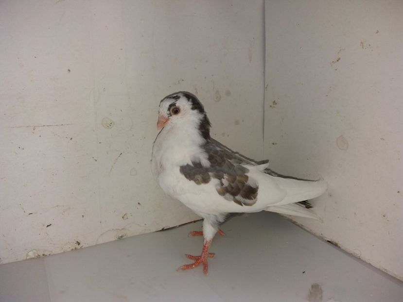 5200  femelă  2018 - Plecați ALBUM 2