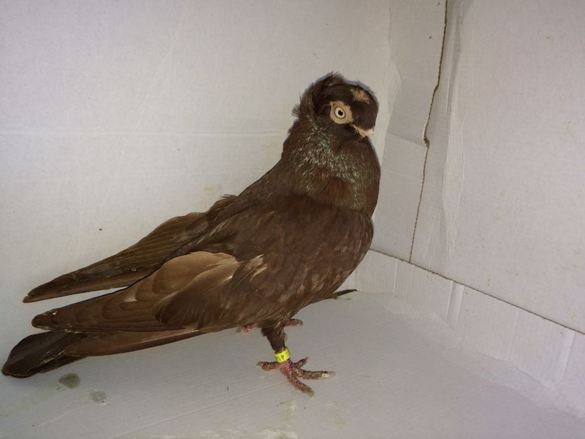 mascul  2011 - Plecați ALBUM 2