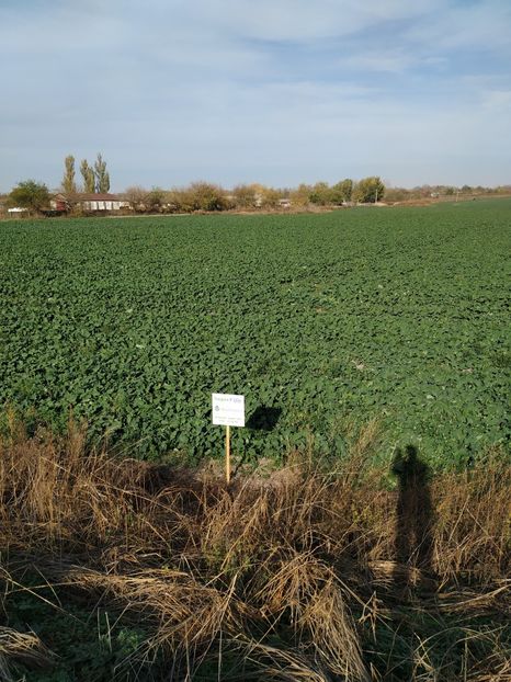  - Rapita la Pietrosani TR 1L la ha 12 octombrie 2018