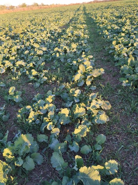  - Rapita la Pietrosani TR 1L la ha 12 octombrie 2018