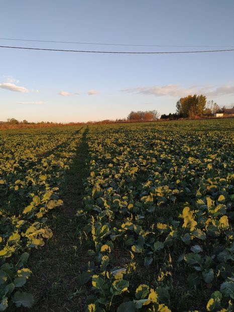  - Rapita la Pietrosani TR 1L la ha 12 octombrie 2018