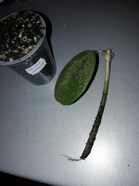  - Hoya obovata speckled