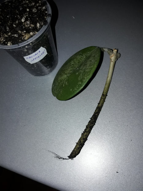  - Hoya obovata speckled