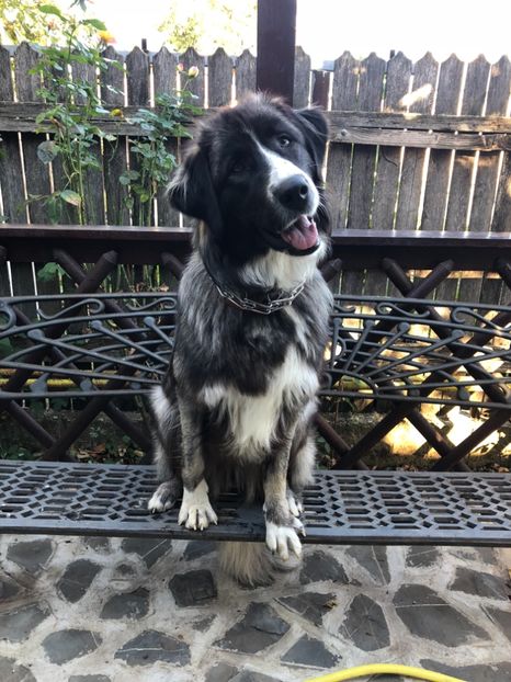 OCT. 2018 - MARA DE CROITORU