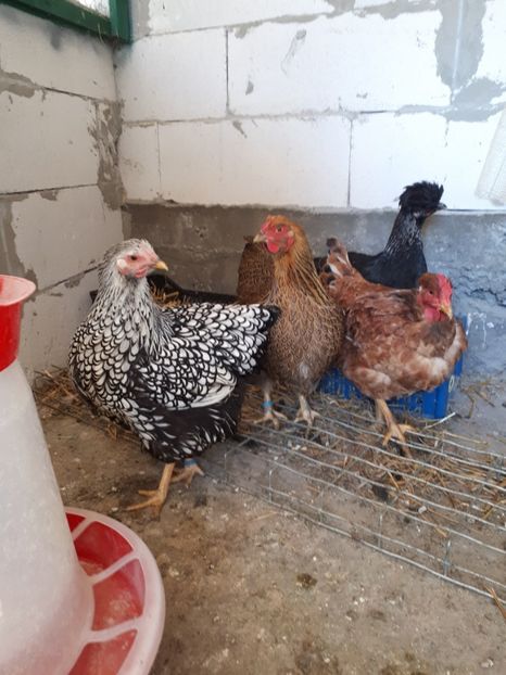  - Wyandotte argintiu