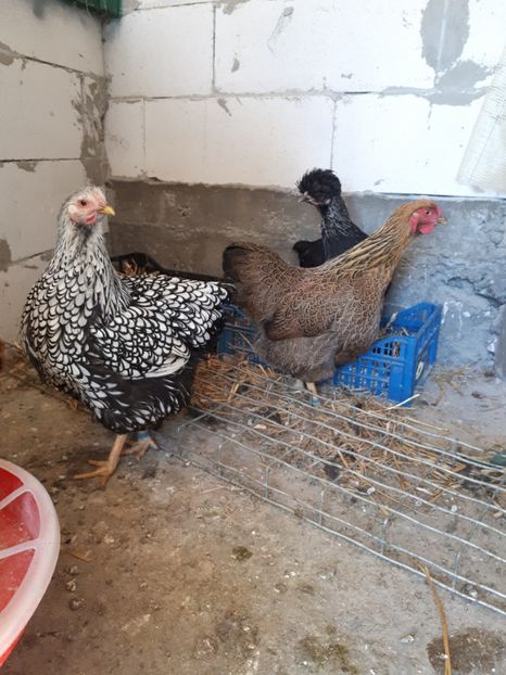  - Wyandotte argintiu