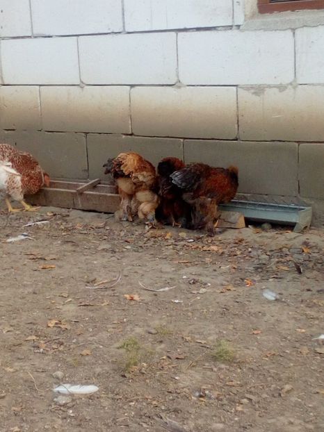  - Pui gaina de rasă poze noi