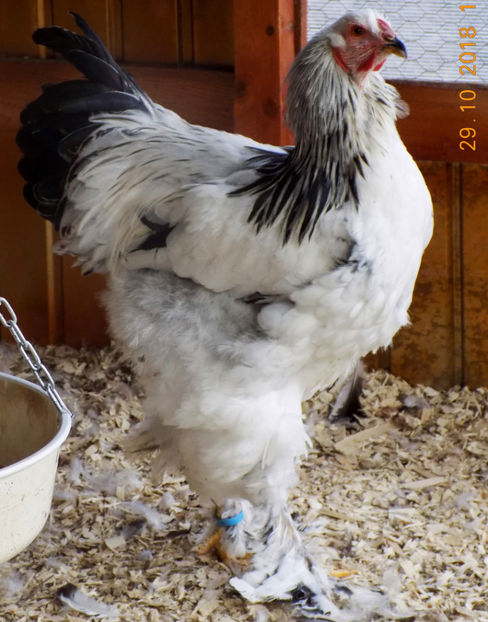  - VIITOR SPERANTE PTR 2019