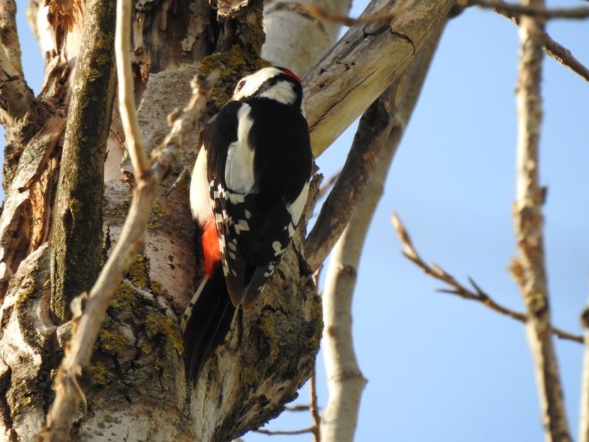 Ciocănitoare pestriţă mare (Dendrocopos major) - FOTOGRAFIE
