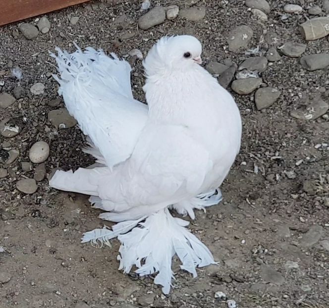  - Omski si Nordcaucazieni 2018