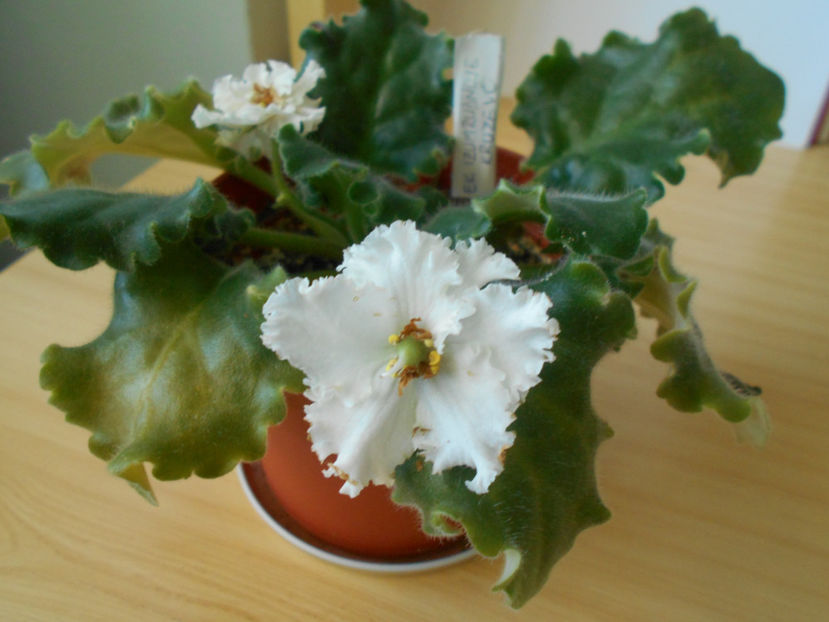  - EK Izumrudnoje Kruzevo