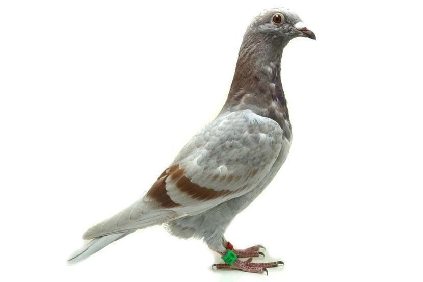 525637-18 Erik - Erik