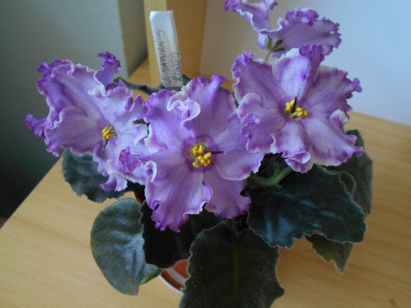 LE Saturn s Rings - 02___VIOLETE AFRICANE