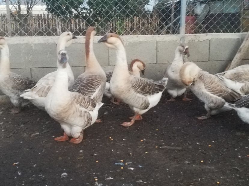  - Boboci de gasca africana 2018