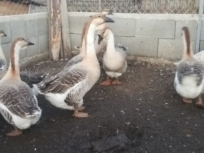  - Boboci de gasca africana 2018