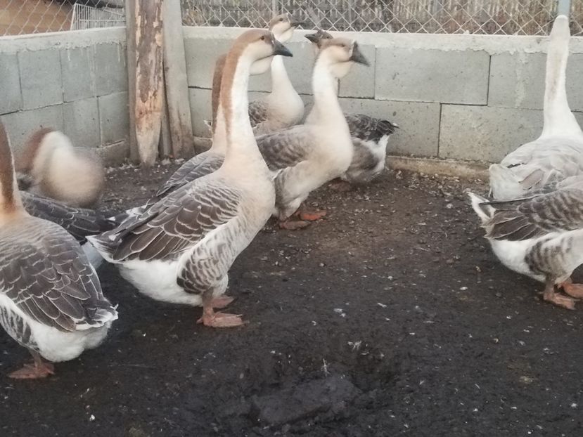 Fiul și tata( în spate) - Boboci de gasca africana 2018