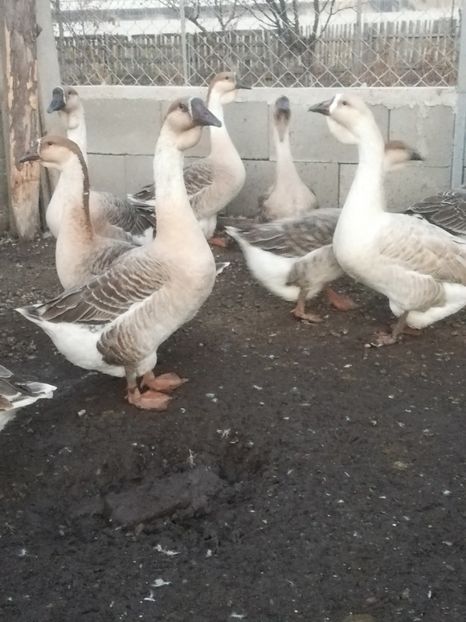  - Boboci de gasca africana 2018