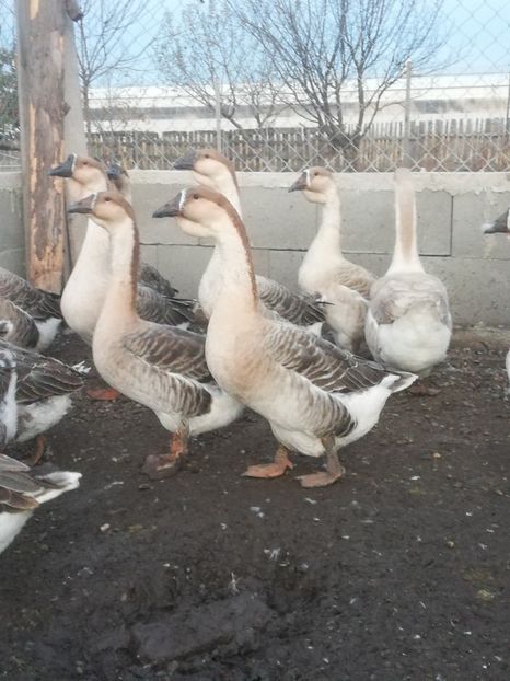  - Boboci de gasca africana 2018