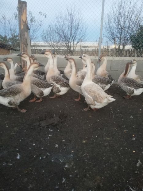  - Boboci de gasca africana 2018