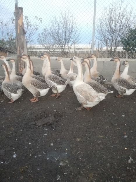  - Boboci de gasca africana 2018