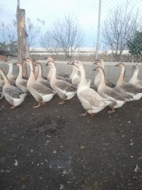  - Boboci de gasca africana 2018