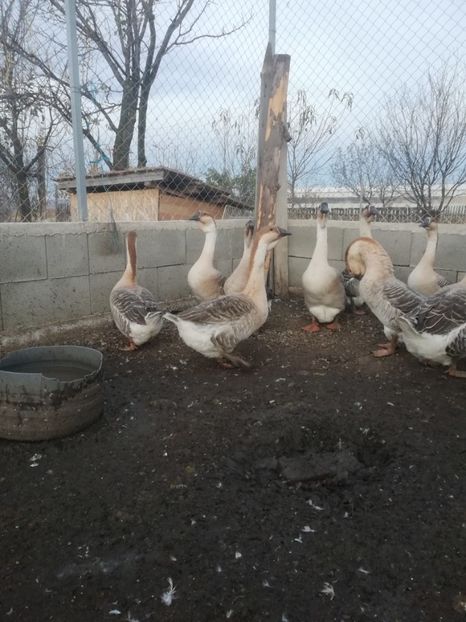  - Boboci de gasca africana 2018