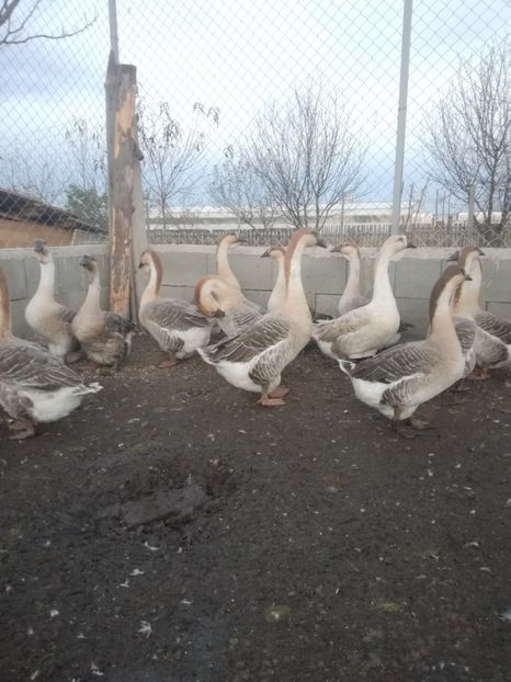  - Boboci de gasca africana 2018