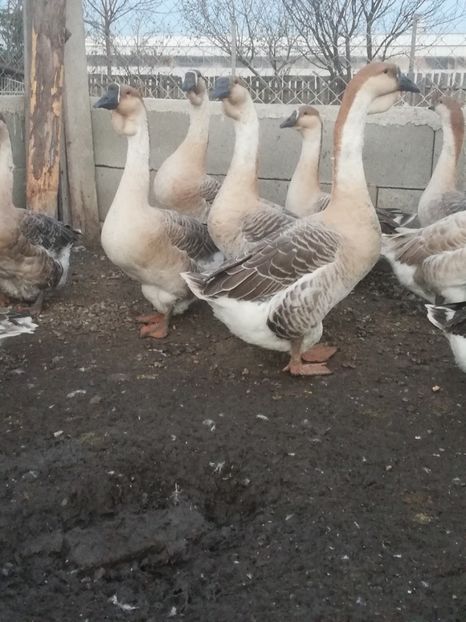 Tatăl (stg), feciorii (dr) - Boboci de gasca africana 2018