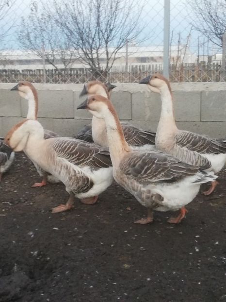 Mezinul - Boboci de gasca africana 2018