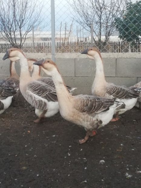  - Boboci de gasca africana 2018