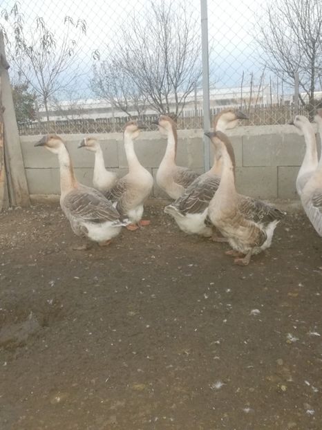  - Boboci de gasca africana 2018