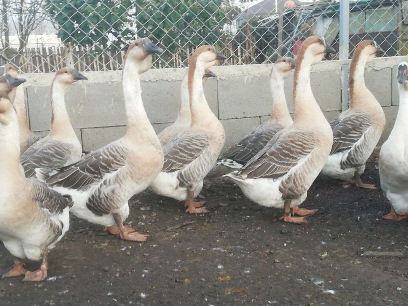  - Boboci de gasca africana 2018