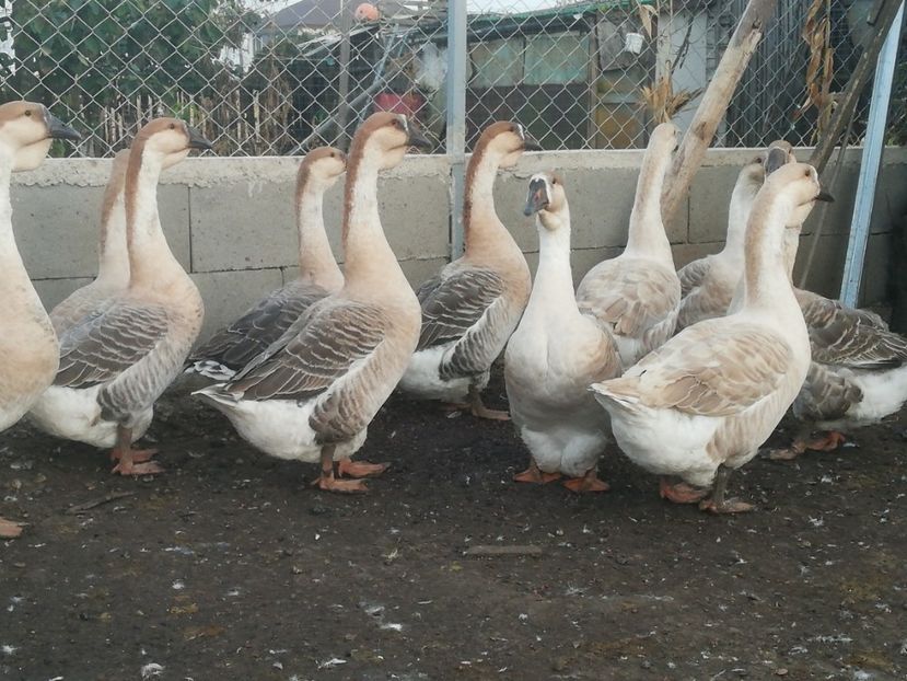  - Boboci de gasca africana 2018