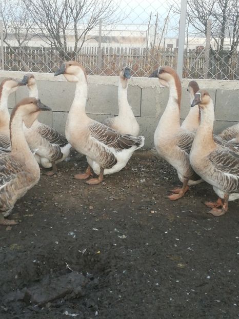 Tatăl în umbra fiilor - Boboci de gasca africana 2018