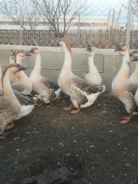  - Boboci de gasca africana 2018