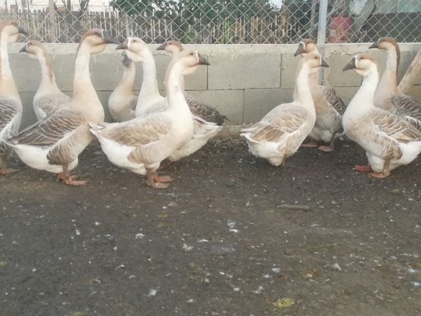  - Boboci de gasca africana 2018