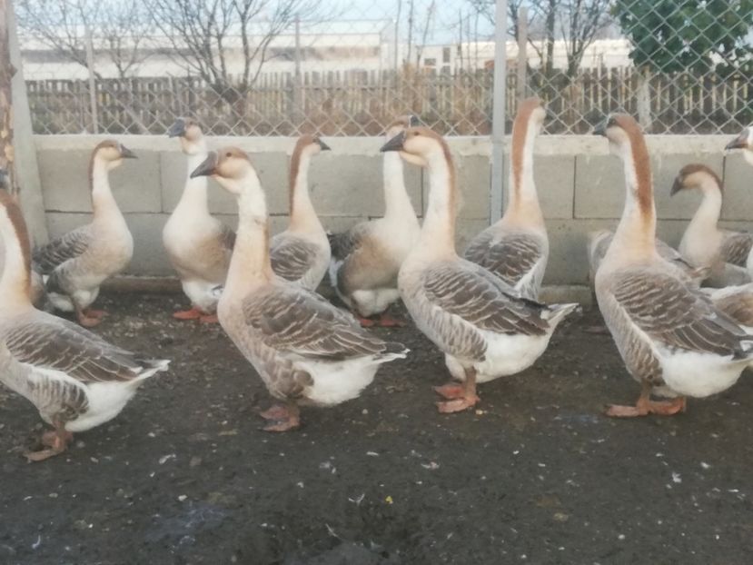  - Boboci de gasca africana 2018