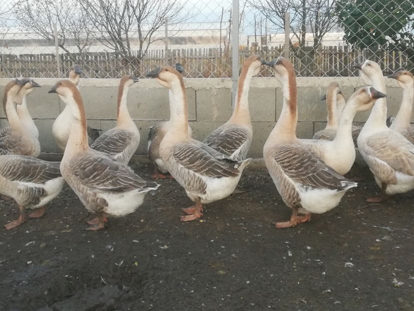  - Boboci de gasca africana 2018