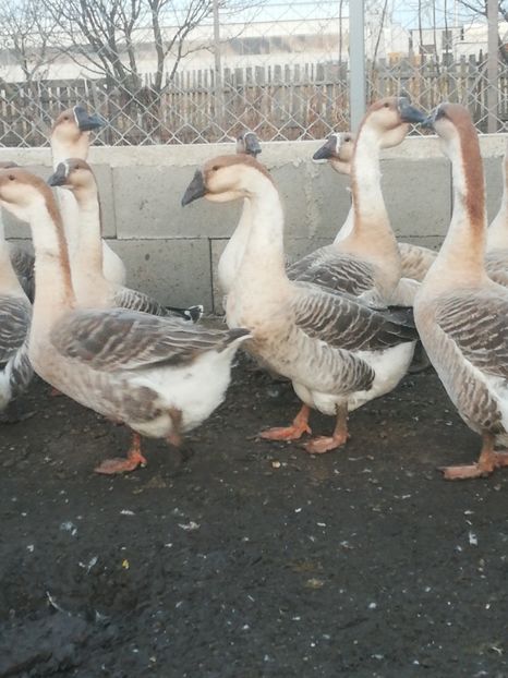  - Boboci de gasca africana 2018