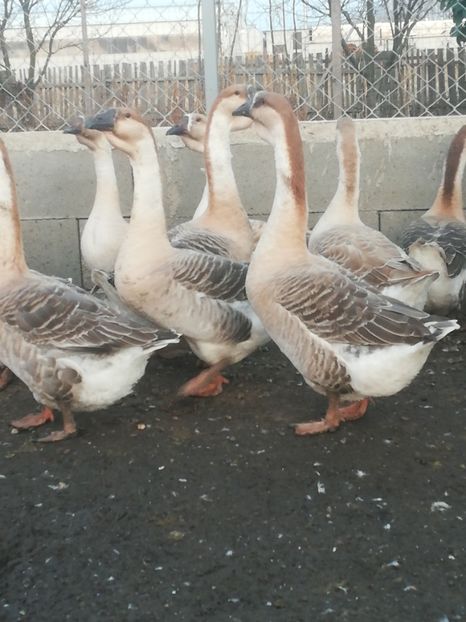  - Boboci de gasca africana 2018