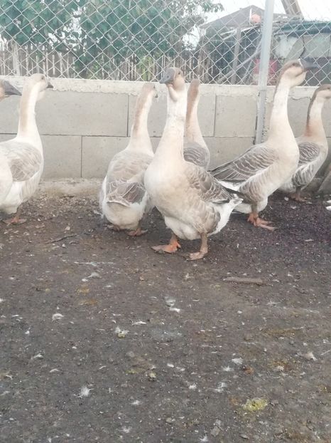  - Boboci de gasca africana 2018