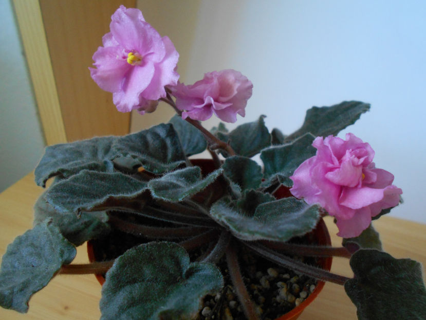  - violete comune