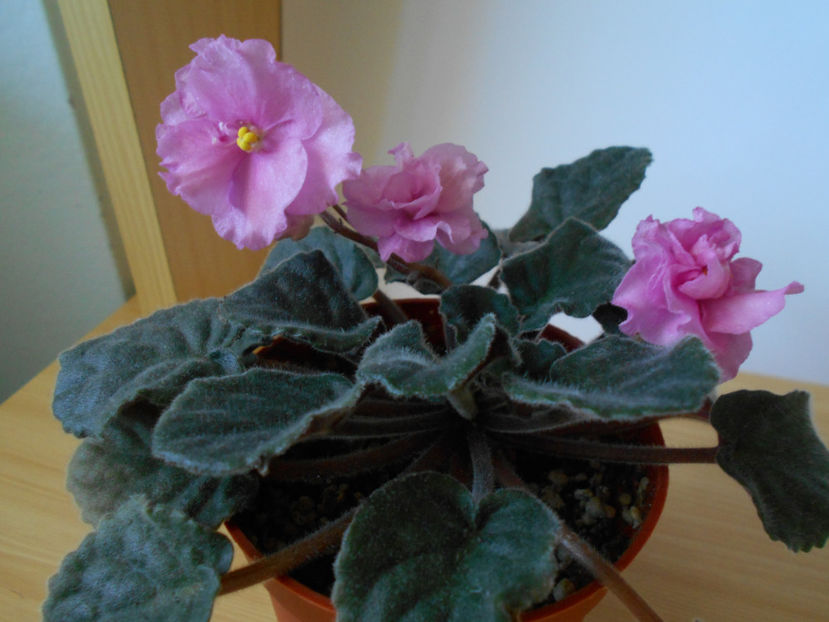  - violete comune